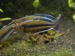 Image result for Macrotyloma daltonii