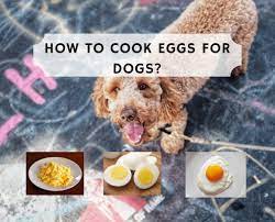 The answer is yes, cooked eggs are good for dogs! How To Cook Eggs For Dogs We Love Doodles
