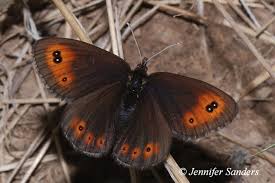 Image result for Rhamphicarpa brevipedicellata