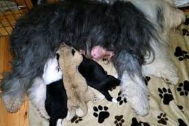 Buku mimpi memang menjadi hal yang penting dalam togel. Anjing Betina Susui Bayi Singa Yang Ditelantarkan Induknya