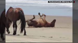 A bicyclist rides through a flooded south water street as hurricane florence makes landfall on september 14, 2018 in wilmington, nc. Wild Horses Ride Out The Storm Cnn Video