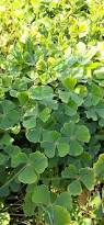 Image result for Marsilea vera