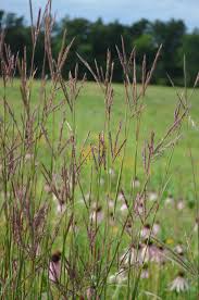 Image result for Andropogon lima
