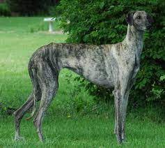 Sloughi Dogs Puppies For Sale Dog Breeds Greyhound Puppy Dogs And Puppies