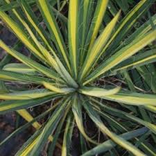 Yucca Golden Sword Arbres Et Arbustes Arbuste Yucca