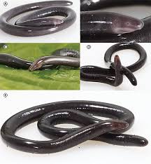 | meaning, pronunciation, translations and examples. Caecilian Wikiwand