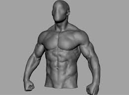 Third, the muscles of the torso do not move just the torso (vertebral column and rib cage) but also the shoulder girdle, which includes the scapula bones and clavicles, as well as the upper arms. Artstation Male Torso 02 Game Assets
