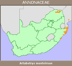 Image result for Artabotrys monteiroae