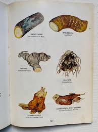 Image result for Rawsonia