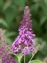 Check spelling or type a new query. Flutterby Pink Buddleja Collection