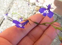 Image result for Lobelia pteropoda
