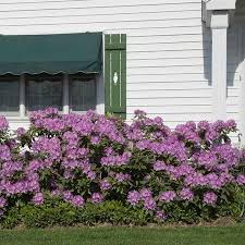 Lavender Rhododendron Shrub Fast Growing Trees Backyard Growing Tree