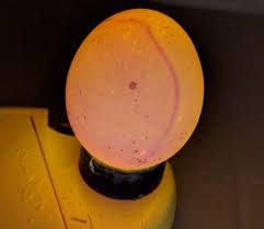 Dec 28, 2020 · you'll need a candling light. Blood Rings In Incubated Eggs And How To Avoid Them Cluckin