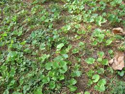 We did not find results for: Violets In Lawns