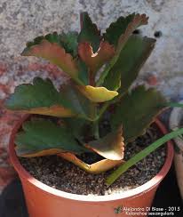 Image result for Kalanchoe brachyloba