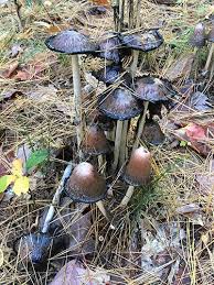 Image result for Coprinus comatus