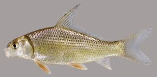 Black And White Striped Fish Florida Quillback In 2020 Florida Fish Fish Fish Gallery