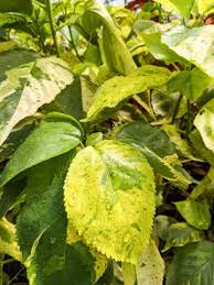 Image result for Acalypha ornata