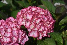 Smooth (hydrangea arborescens) with a big white (or sometimes pink) pompom bloom, these native hydrangeas Seaside Serenade Fire Island Hydrangea Hydrangea Macrophylla Hortfire In Inver Grove Heights Minnesota Mn At Gertens