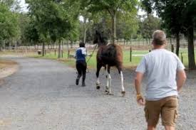 The Ins and Outs of Temporary Horse Fencing