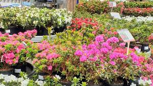 Luxurious bouquets by bloom magic. Brexit Ni Garden Centres Struggling To Get Plants From Gb Bbc News