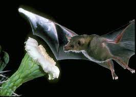 Merlin tuttle, bat biologist and photographer, photographed insectivorous pallid bats drinking the nectar, and thereby pollinating the cactus, something that until now hasn't been well photographed.﻿. About Bats Bats In Schools Pollination Bat Conservation International Bat Species