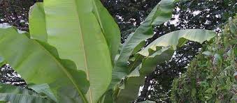 Learn how to put the hardy banana to bed for the winter. Musa Species Japanese Fiber Banana Japanese Hardy Banana Musa Basjoo