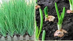 Budidaya bawang merah (brambang)menanam bawang merah dirumahcara semai bawang merahbawang merah atau juga disebut brambang merupakan salah satu bumbu dapur. Cara Tanam Sendiri Bawang Merah Di Rumah Pakai Bekas Telur Laju Dia Tumbuh Kartel Dakwah