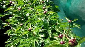 We did not find results for: Peony Eskimo Pie At Peony Nursery Peonyshop Com