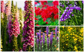 See more ideas about perennials, easy perennials, flower garden. 13 Easy Low Care Perennials Garden Lovers Club