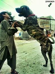 From Pakistan Bully Kutta Dogs Bullying Animals