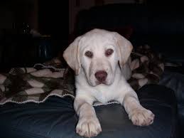 Big Feet I Love Dogs Dogs Dog Lovers