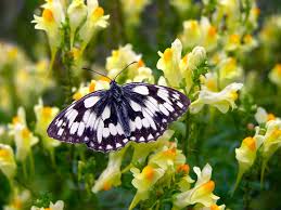 While we now have more ways to communicate, the messages told with flowers are as meaningful today as ever. How To Sow Wild Flower Seeds Thompson Morgan