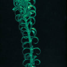 Image result for Lagarosiphon major