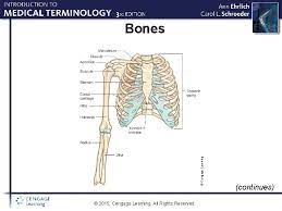 Page 1 of 3 how do i locate and download a cengage test bank? The Skeletal System Chapter 3 2015 Cengage Learning