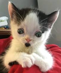 Galiba Benim Gordugum Hayatimda Tek Saskin Saskin Bakan Kedi Buydu Kedi Yavru Kediler Hayvanlar