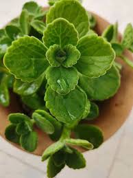 Image result for Plectranthus chimanimanensis