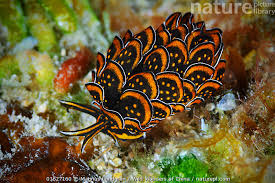 Image result for Selago cecilae