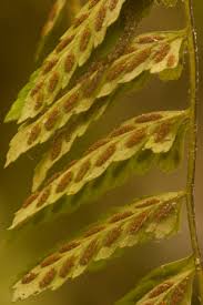 Image result for Asplenium uschiae