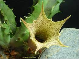 Image result for Huernia longituba