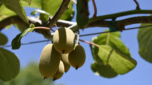 By sending flowers online, you surely sendflowersandmore.com is best online flowers delivery store in savannah georgia usa. Farm Near Lake Martin Only Place In Us Growing Golden Sunshine Kiwi Alabama Newscenter