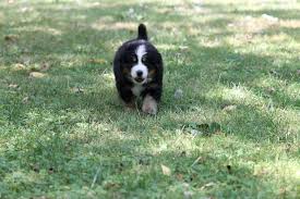 Bernese mountain dog breeders below is a sample search of our bernese mountain dog breeders with puppies for sale. Spellbound Bernese Puppies