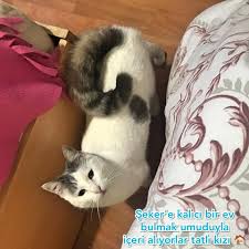 Kivrik Kuyruklu Ozel Bir Kedi Seker Kiz Haysev Dernegi Hayvan Severler Facebook
