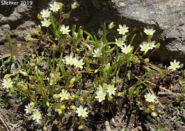 Image result for Triaspis lateriflora