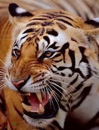 tigers at a zoo in denmark have killed a man after he climbed a fence and crossed a moat to enter their enclosure tiger pictures wild cats animals wild