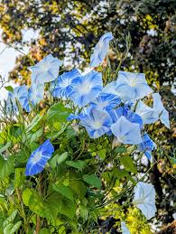 Image result for Ipomoea mauritiana