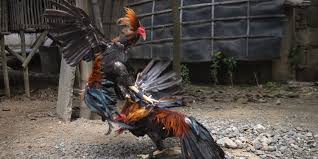 Apr 16, 2008 · if you want to cut his comb then get a new rooster that doesn't have a big comb and give that one away! Cockfighting Rooster Kills A Police Officer In The Philippines After It Accidentally Cut His Femoral Artery During A Coronavirus Raid Business Insider