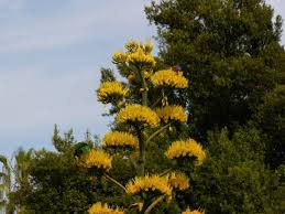 Image result for Brillantaisia cicatricosa