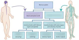 The sensory nerves or the afferent nerves which carry the information from sense organs to the cortex and in turn, motor or efferent nerves. Nervous System Chart Diagram Quizlet