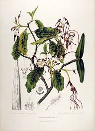 Image result for Strophanthus kombe